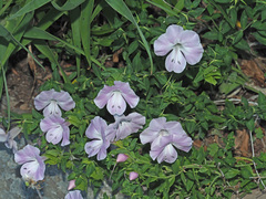Barleria greenii