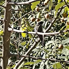 Phoenicurus coeruleocephala