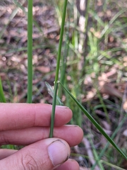 Dichelachne micrantha