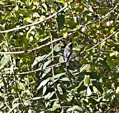 Phoenicurus coeruleocephala