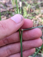 Dichelachne micrantha