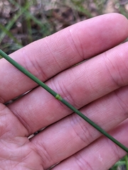 Dichelachne micrantha