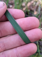 Dichelachne micrantha