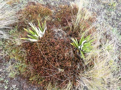 Dracophyllum pronum
