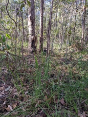 Dichelachne micrantha