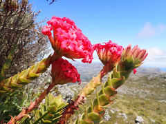 Crassula coccinea