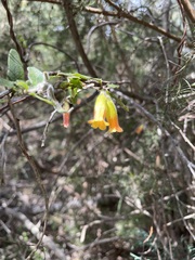 Marianthus bignoniaceus
