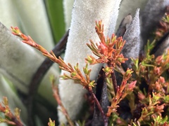 Dracophyllum pronum