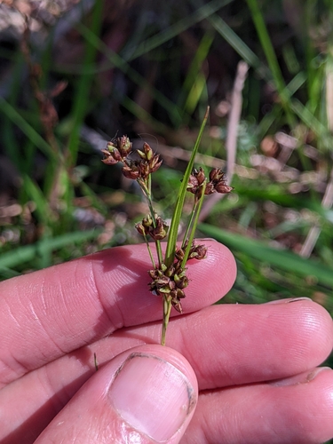 Rhynchospora brownii iNat (2)