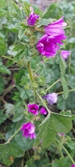 Malva sylvestris