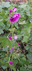 Malva sylvestris