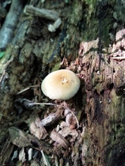Agrocybe acericola