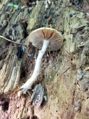 Agrocybe acericola