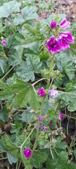 Malva sylvestris