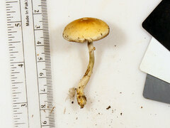Agrocybe acericola