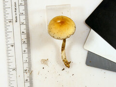 Agrocybe acericola