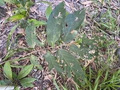 Syzygium suborbiculare