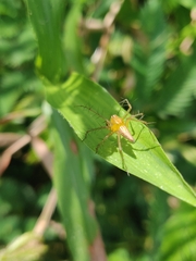 Oxyopes