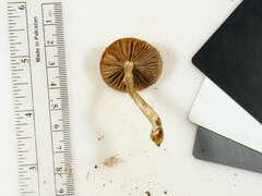 Agrocybe acericola