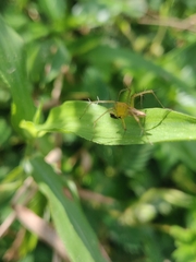 Oxyopes