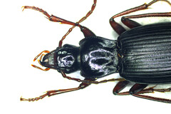 Limodromus assimilis
