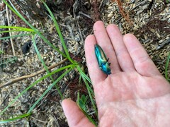 Campsosternus auratus