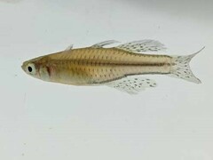 Pseudomugil gertrudae