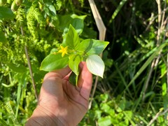 Mussaenda formosanum