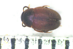 Sciodrepoides watsoni