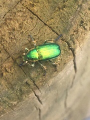 Diphucephala colaspidoides