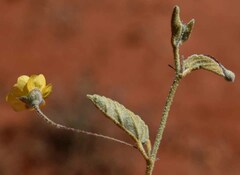 Sida fibulifera