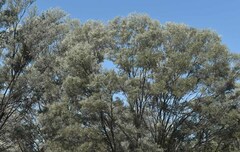 Acacia aneura major