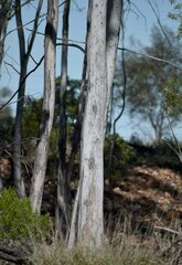 Eucalyptus thozetiana