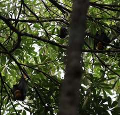 Pteropus conspicillatus