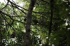 Pteropus conspicillatus