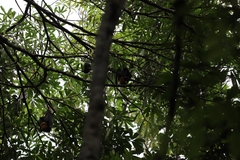 Pteropus conspicillatus