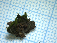 Orthotrichaceae