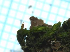 Orthotrichaceae