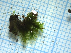 Orthotrichaceae