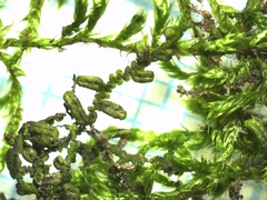 Frullania