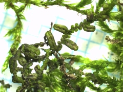 Frullania