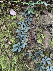 Tetrastigma obtectum