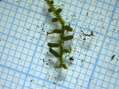 Frullania