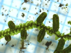 Frullania