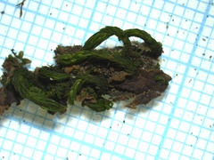 Orthotrichaceae