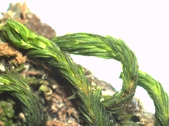 Orthotrichaceae