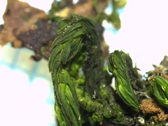 Orthotrichaceae