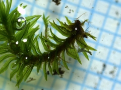 Orthotrichaceae