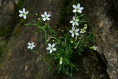 Heliosperma pusillum