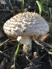 Saproamanita vittadinii